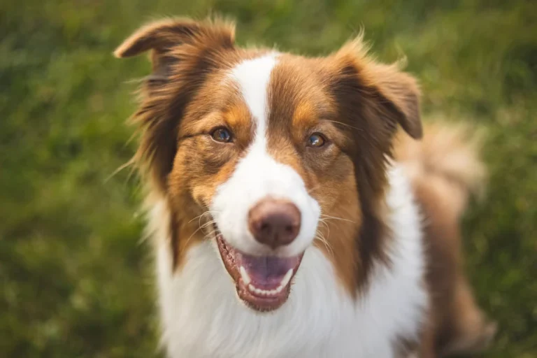 Sweet Boy Dog