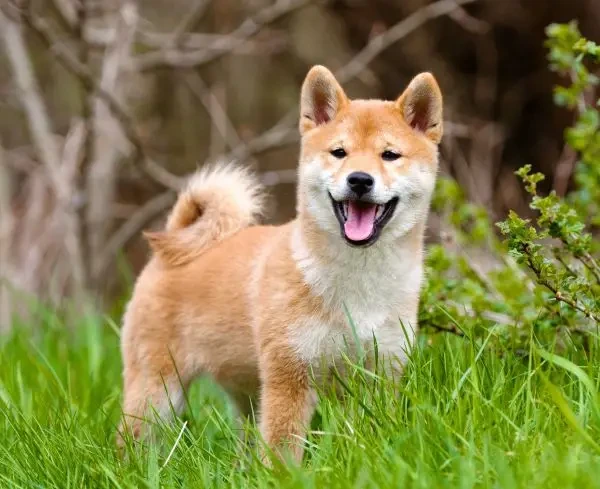 Sweet Male Puppy