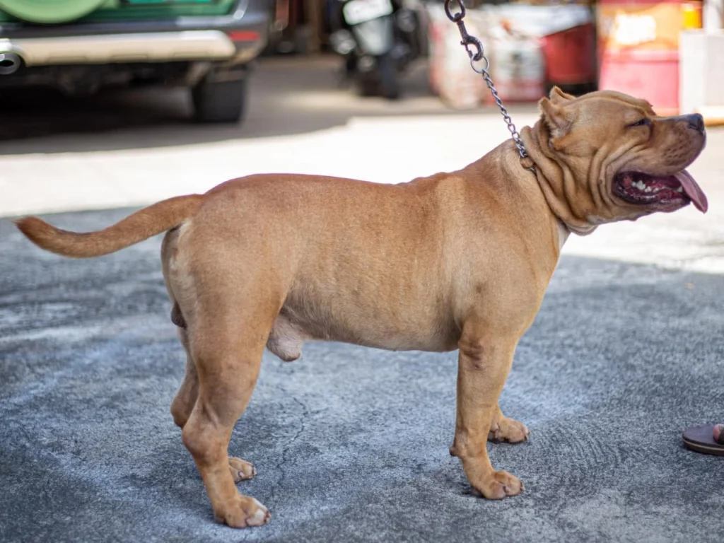 american bulldog