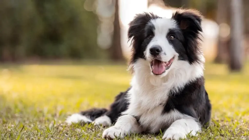 balck and white dog