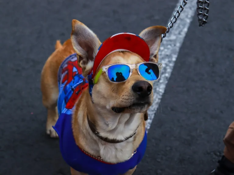 cool boy dog
