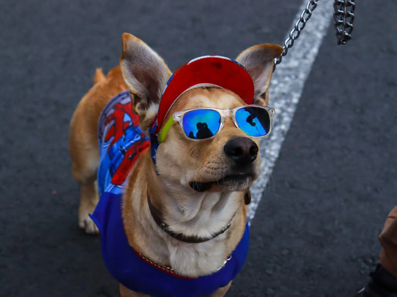 cool boy dog