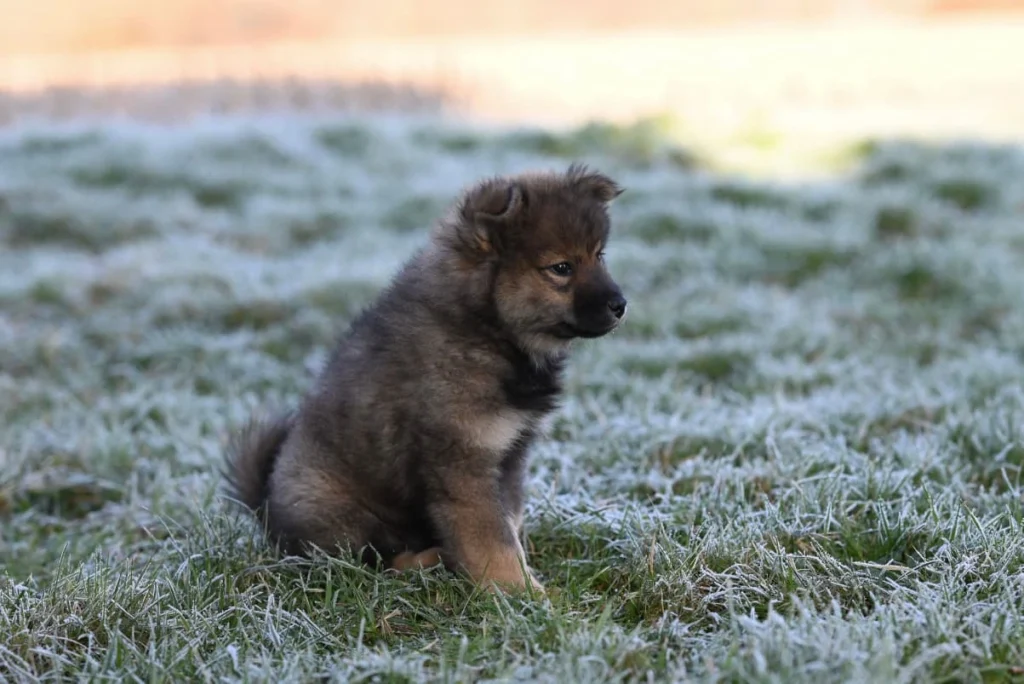 cool male puppy