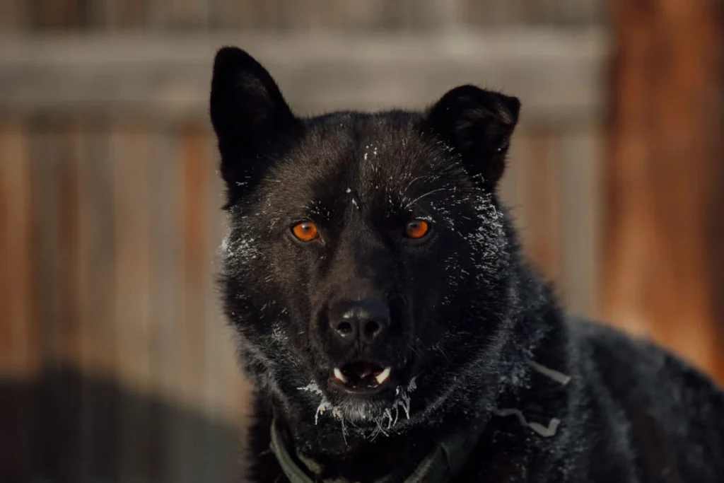 creepy black dog