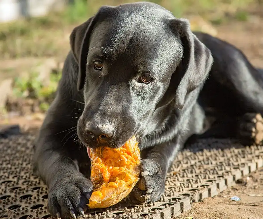food black dog