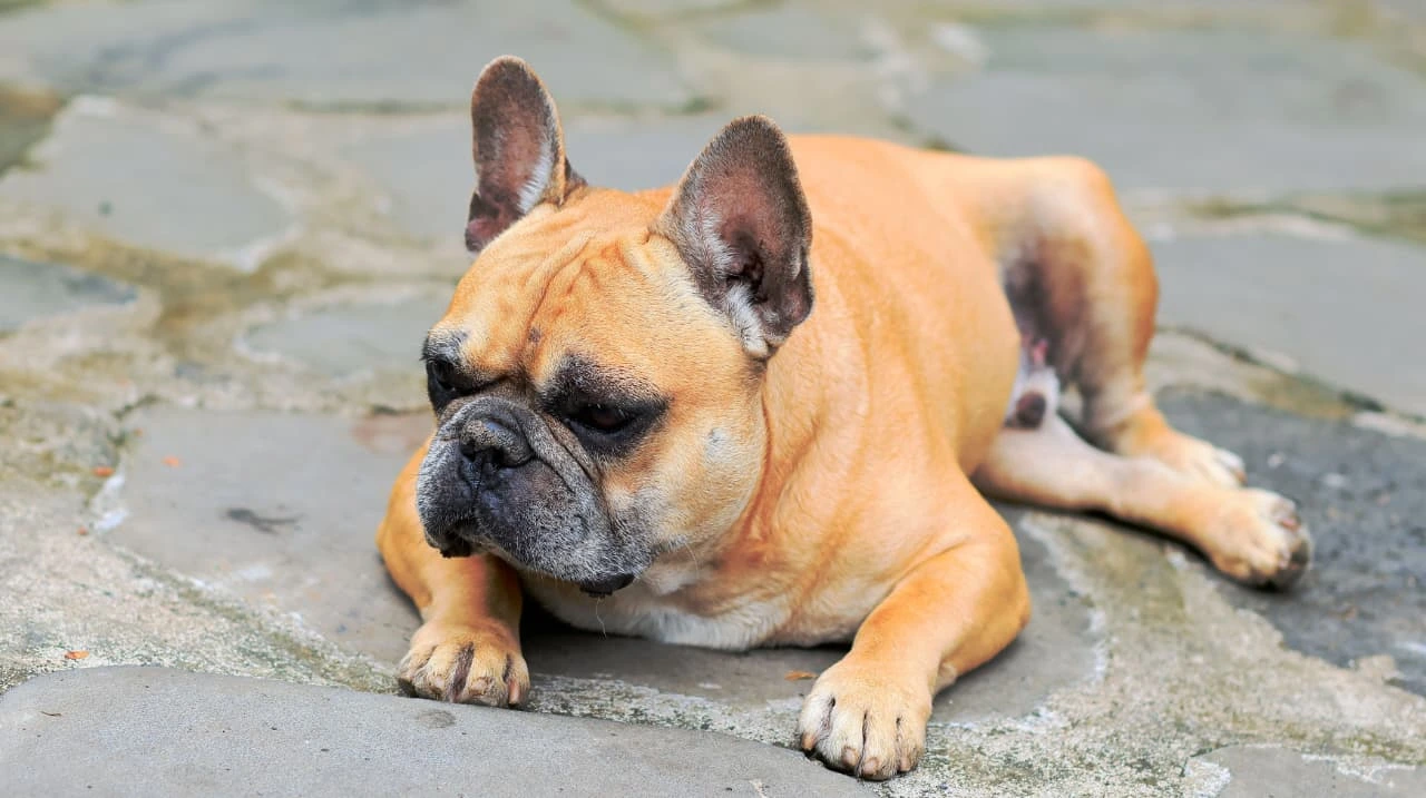 french bulldog