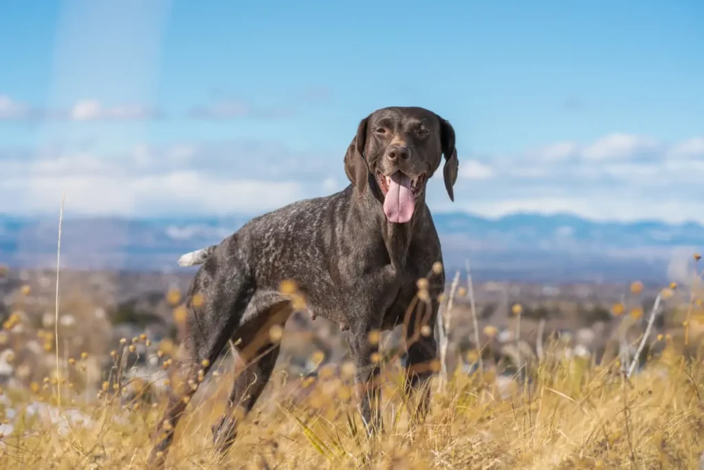 funny hunting dog