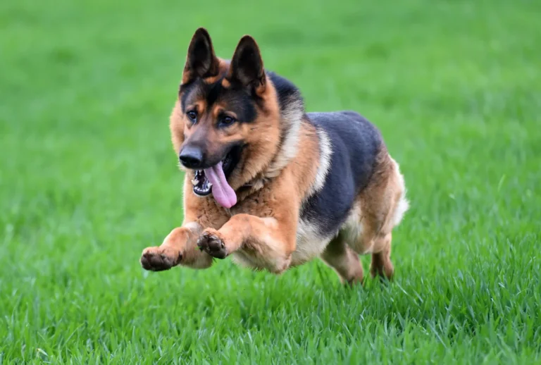 german shepherd
