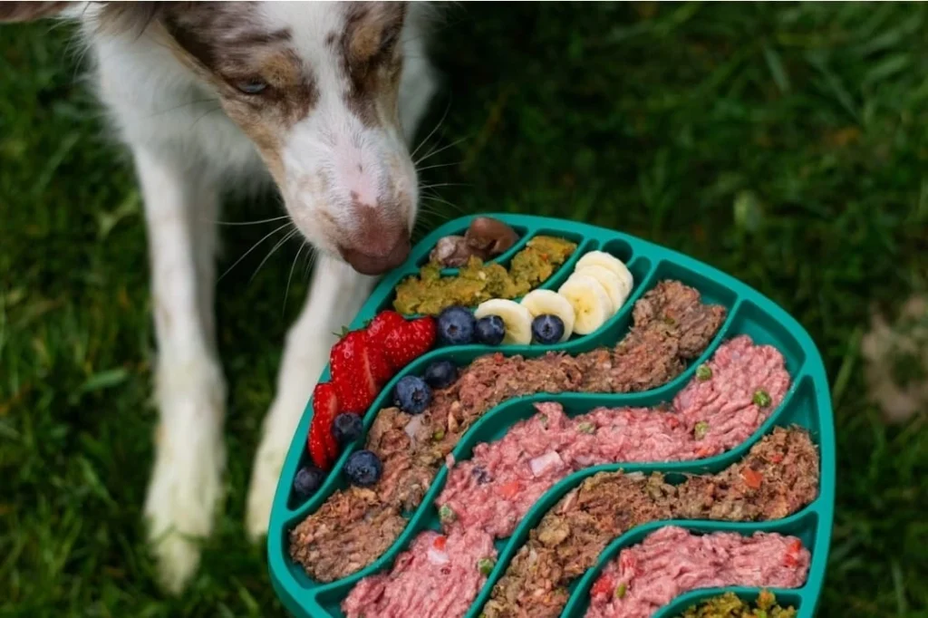 globally food inspired dog
