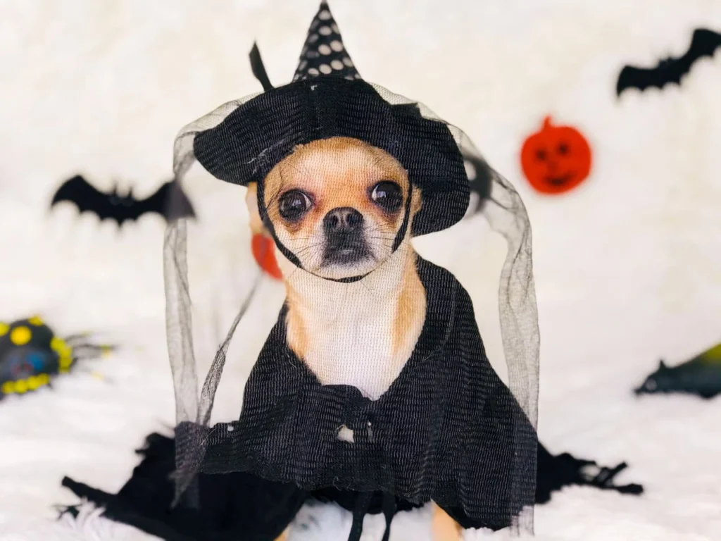 halloween dog