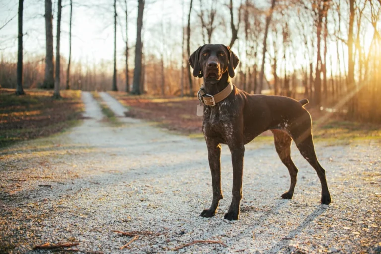 hunting dog