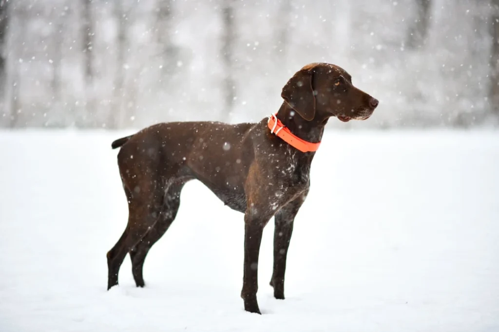 hunting dog names by nature