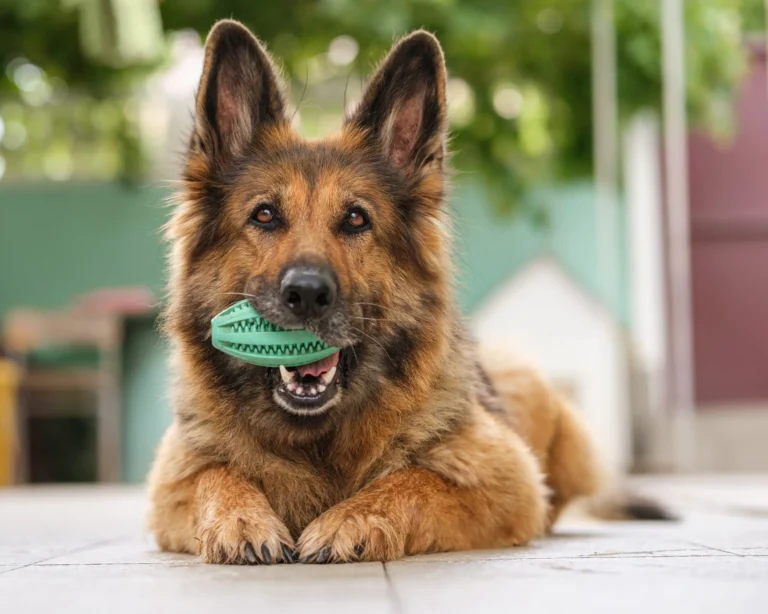 german shepherd protective