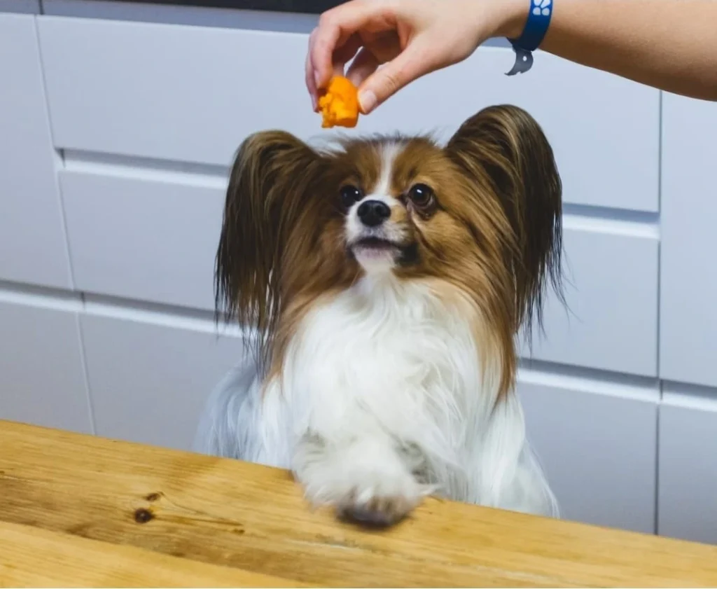 tiny food dog