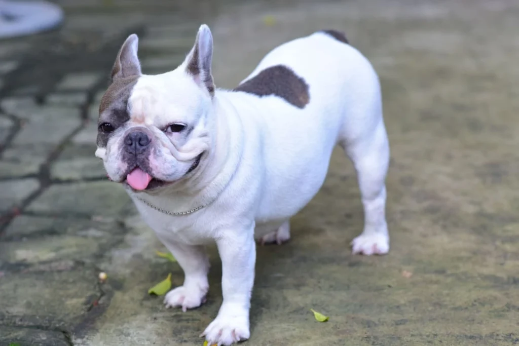white and cream bulldog
