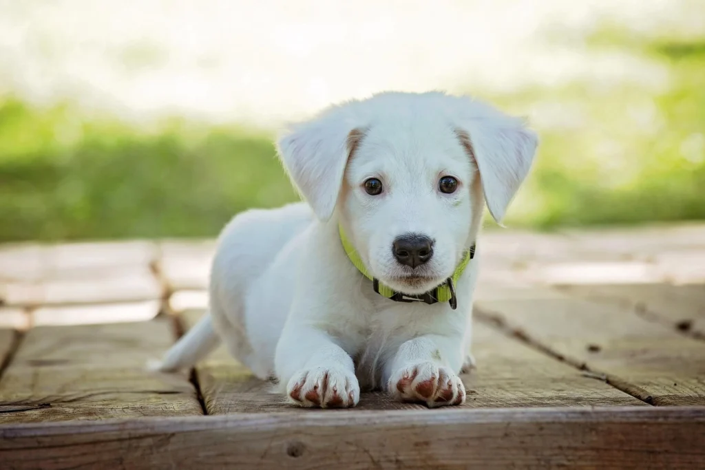 Short & Unique Boy Dog