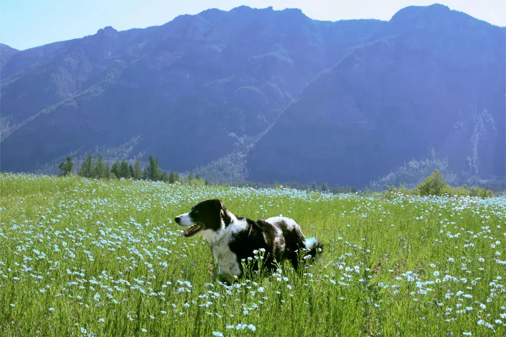 Country and Ranch Boy Dog