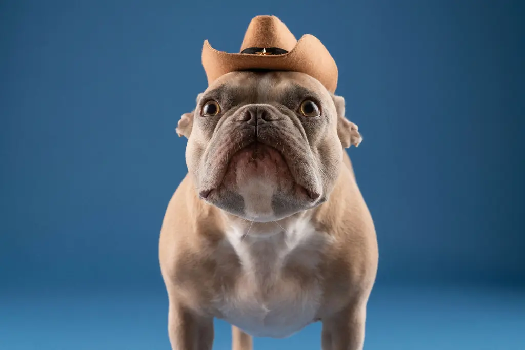 Famous Cowboy Boy Dogs