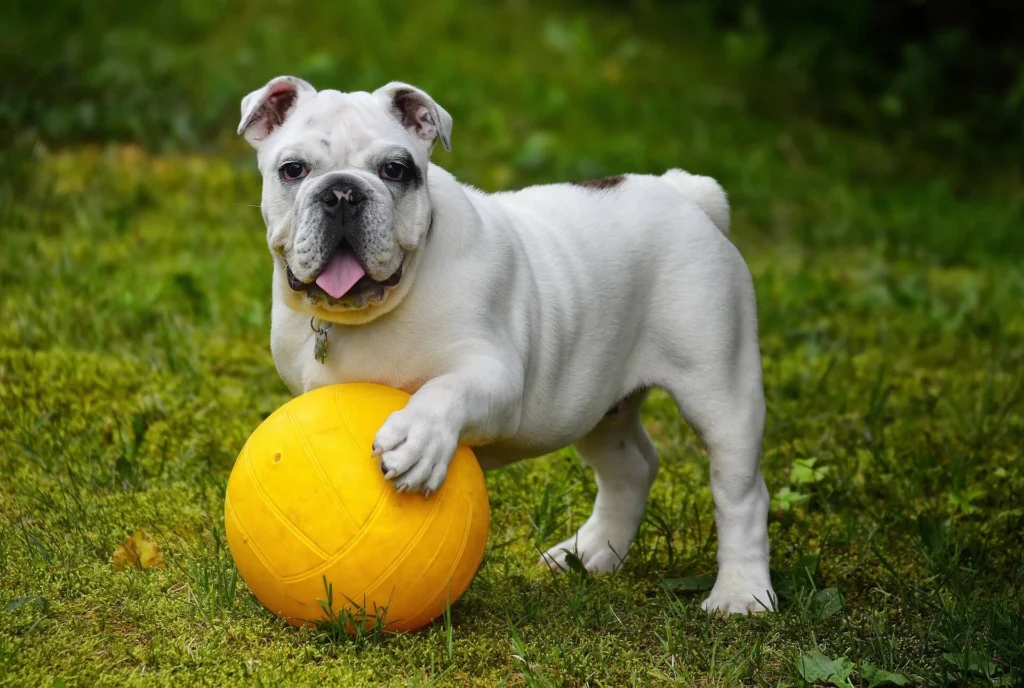 Entertainment & Fiction Big Boy Dog Names