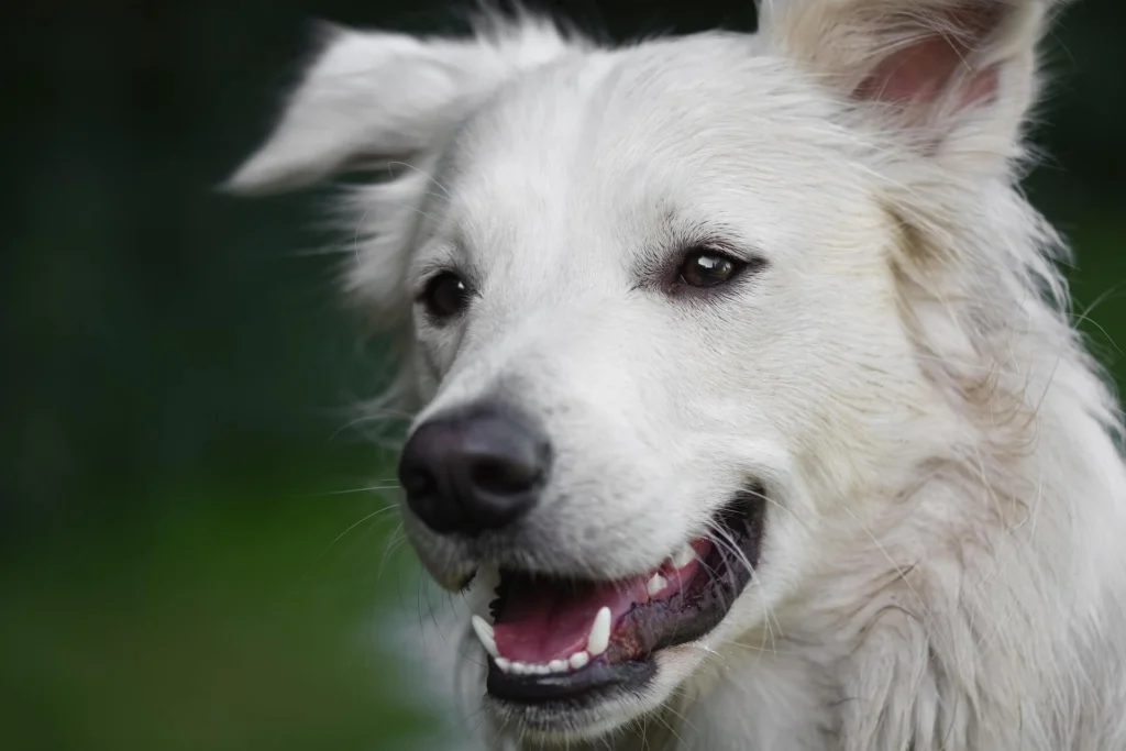 Unique Boy Dog