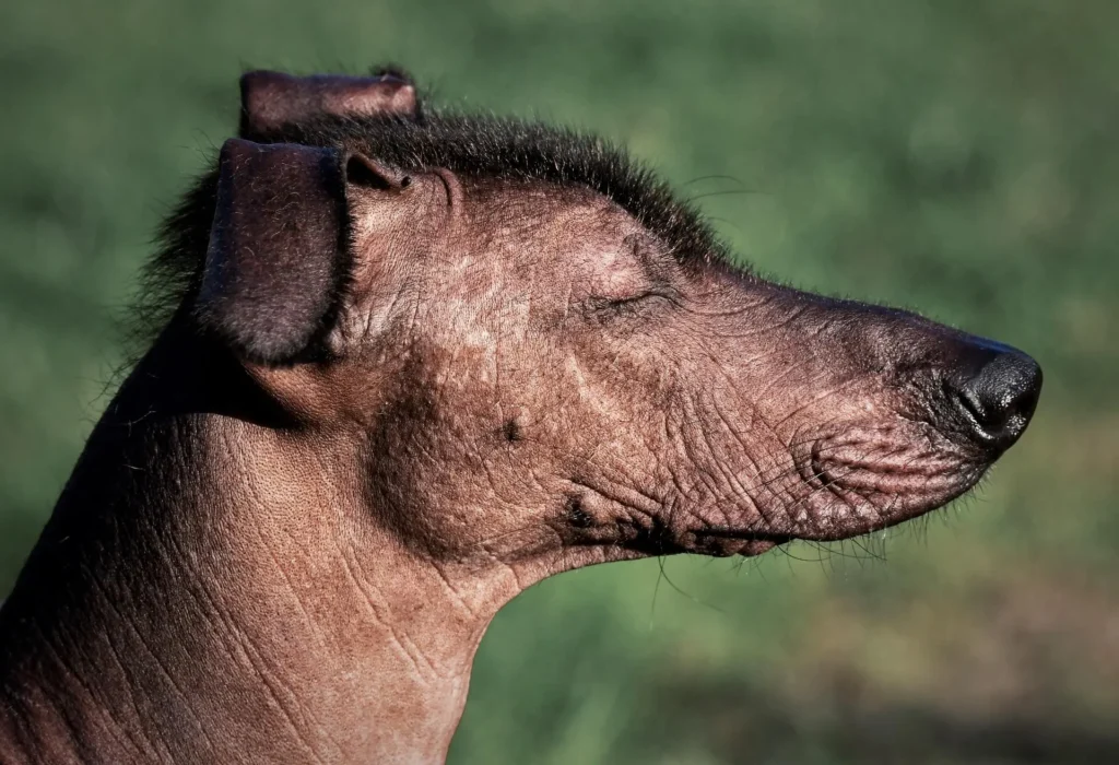 Unique Mexican Boy Dog