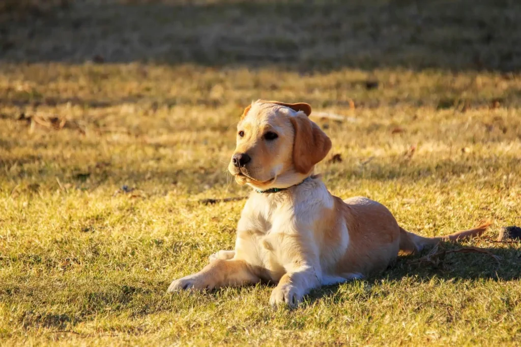 Boy Dog for Tiny Pups