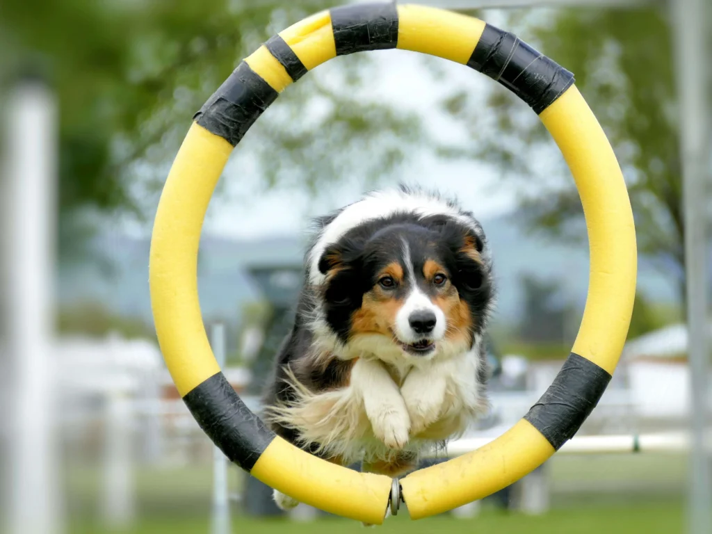 Inspired by Herding Instincts: Australian Shepherd
