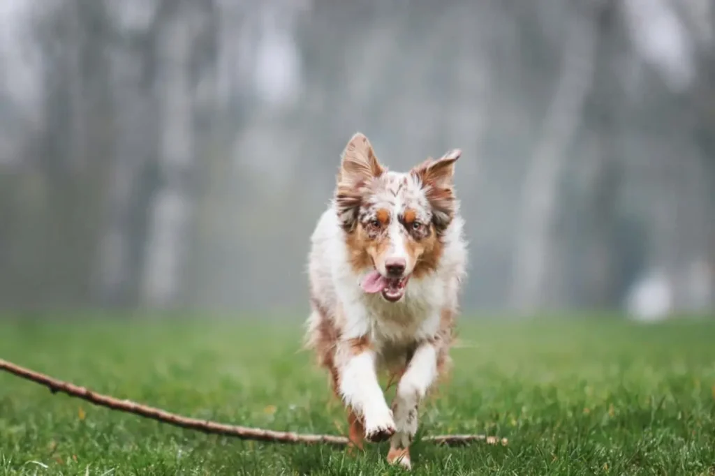 australian dog