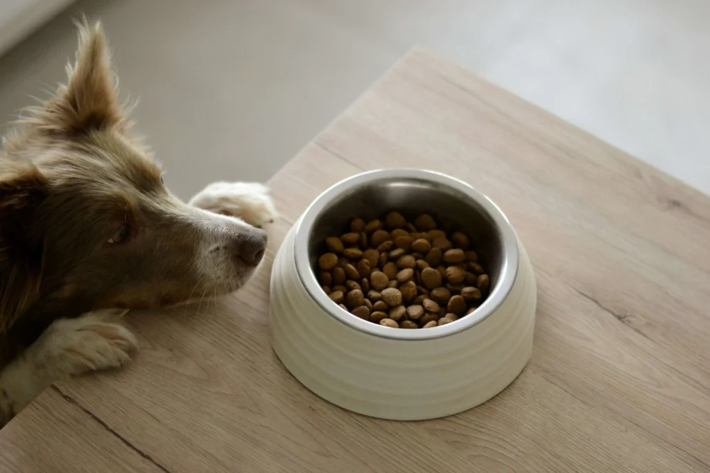 food boy dog