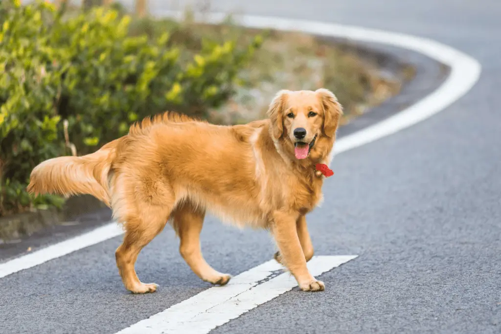 Benefits of One-Syllable Boy Dog