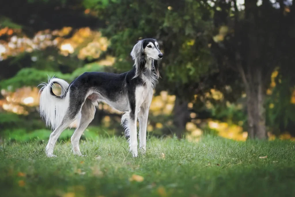 Nature Boy Dog