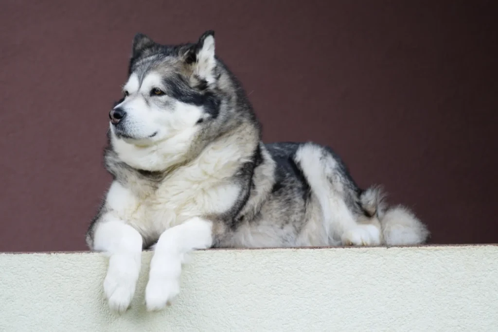 Alaskan Husky Boy