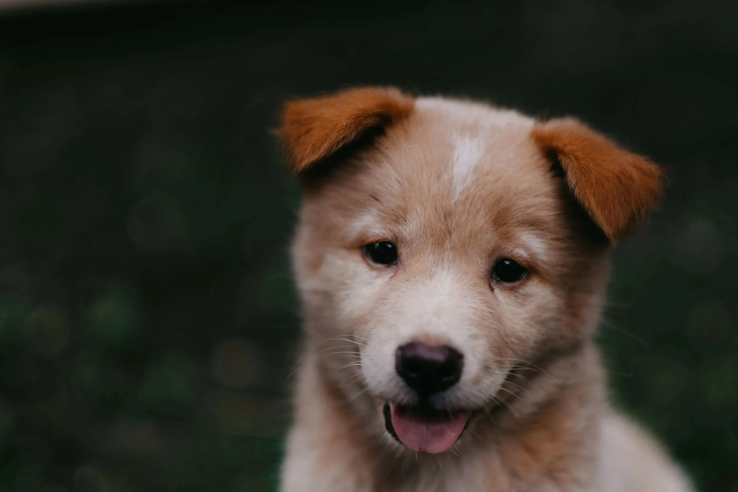Cute Boy Puppy Names