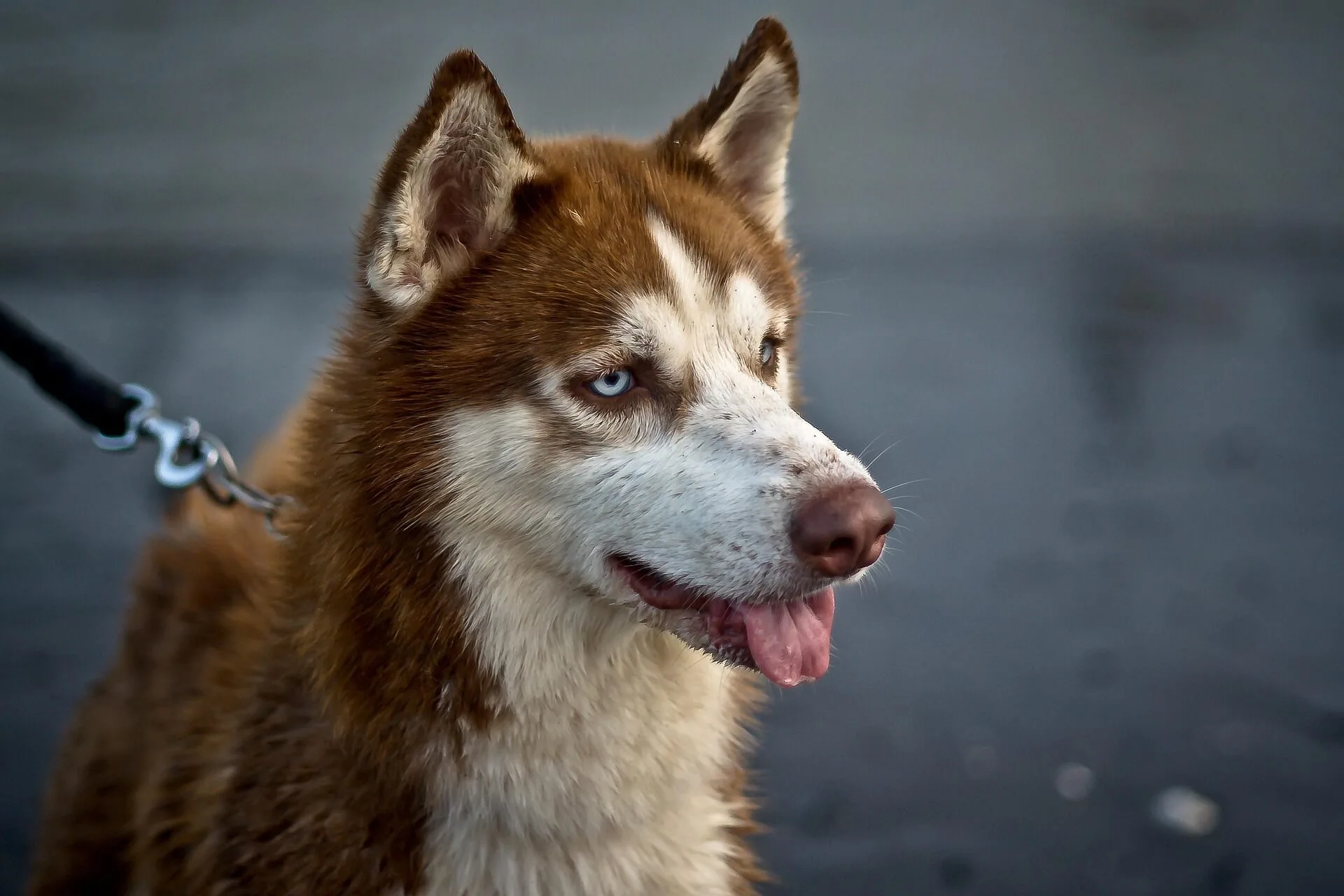 Siberian Husky Boy