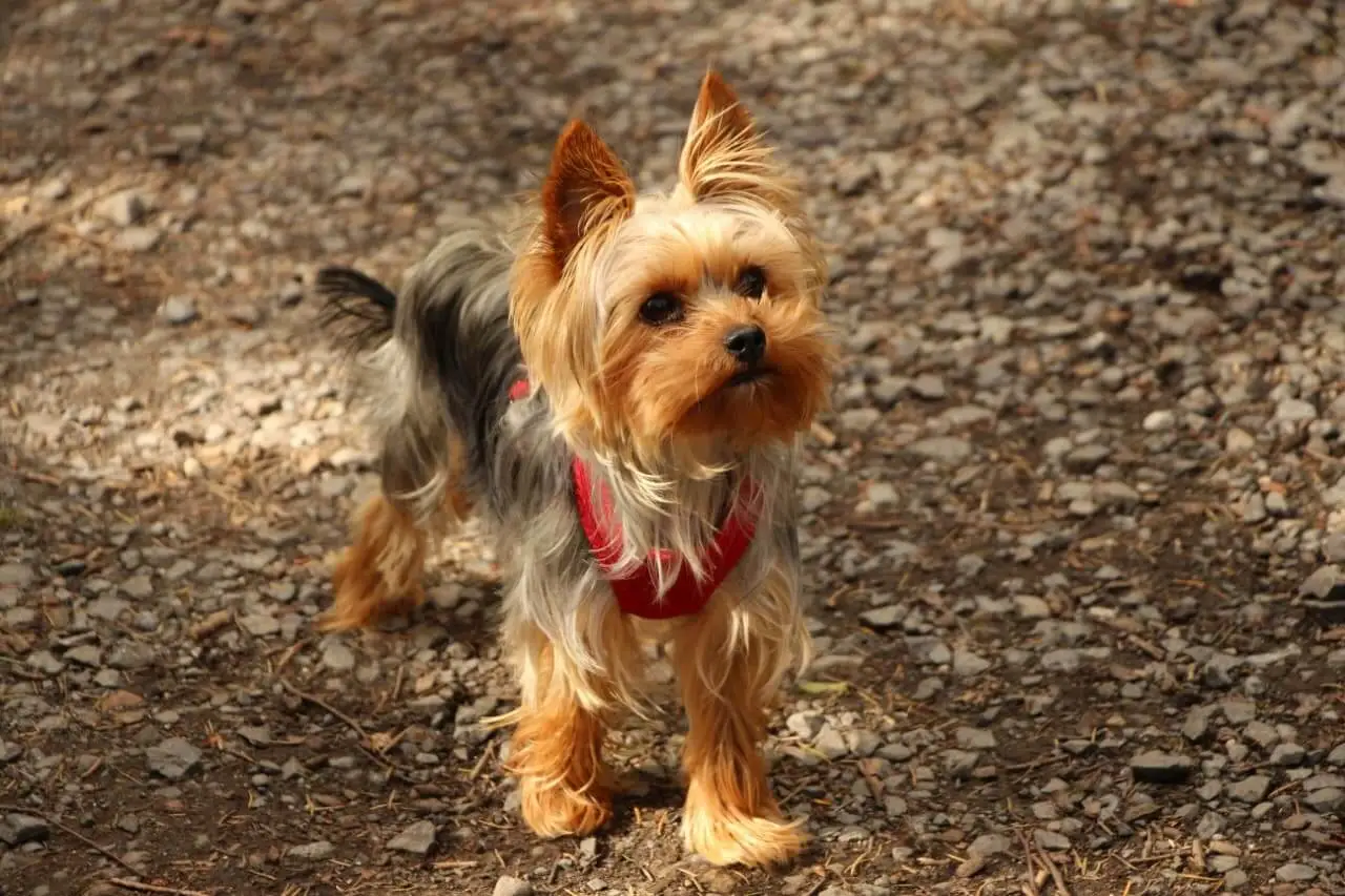 ireland dog