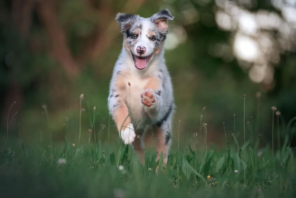 Cute Hawaiian Boy Dog