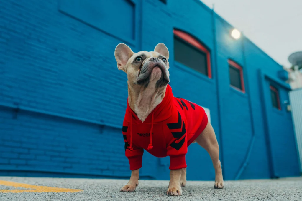 Badass Boy Dog Names Badass Boy Dog Names Inspired by Superheroes and Comic Books