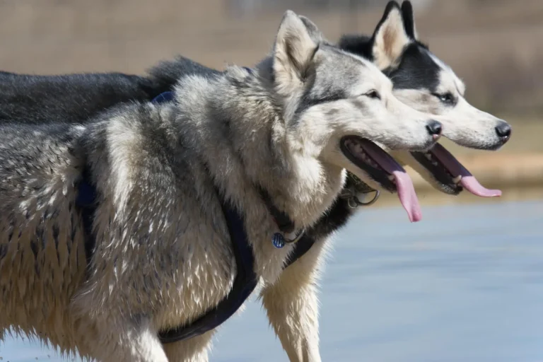 husky boy names