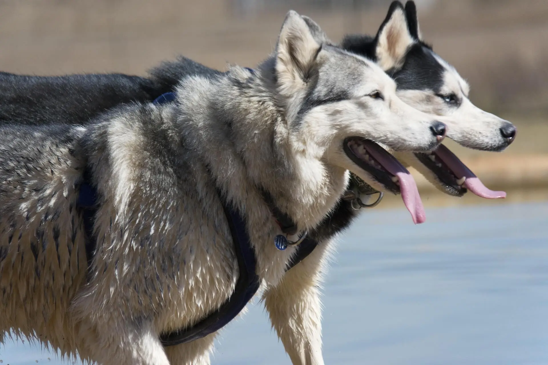 husky boy names