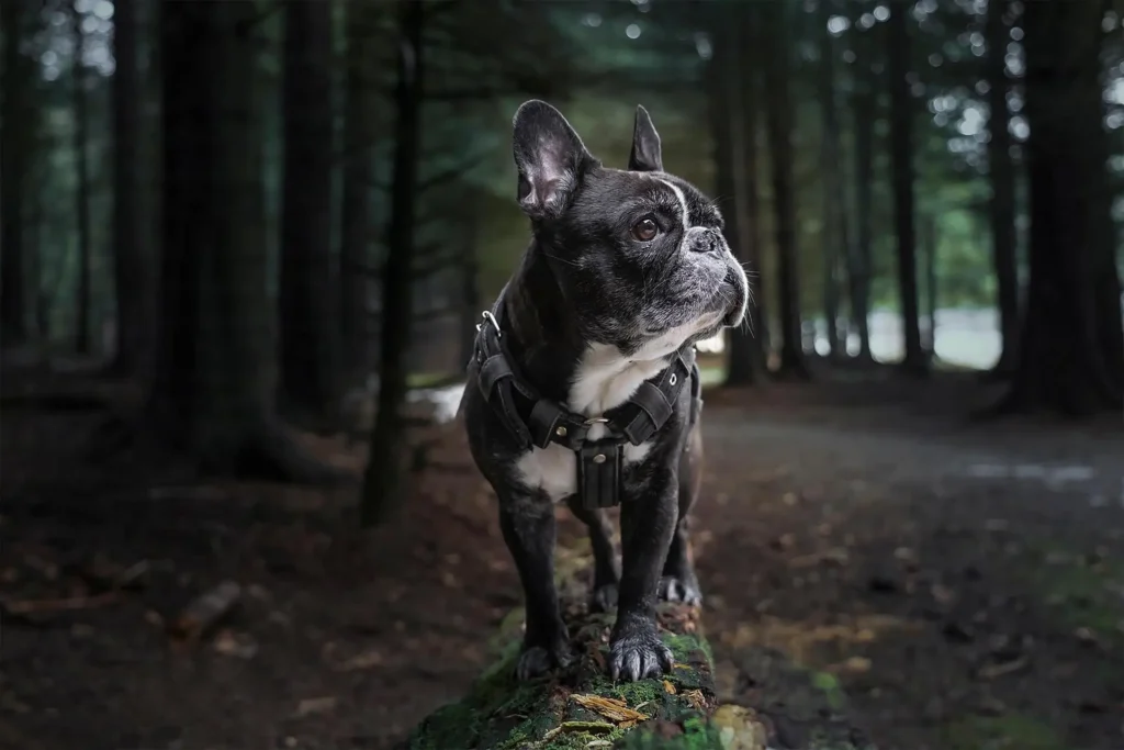 Bold Boy Dog