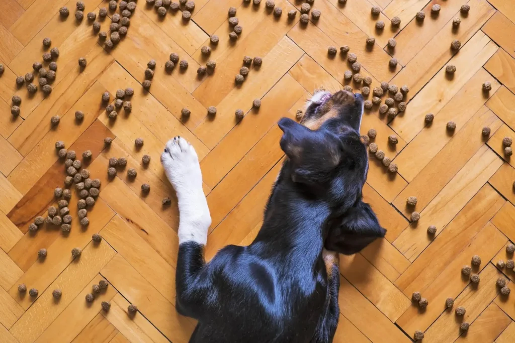 Food-Inspired Boy Dog