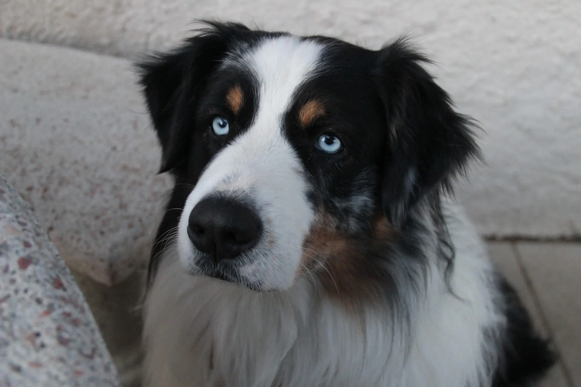 Blue-Eyed 