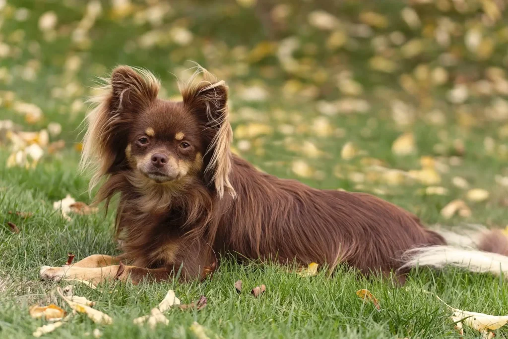 Mexican Boy Dog Chihuahuas