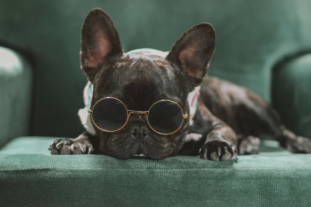Cool Boy Dog