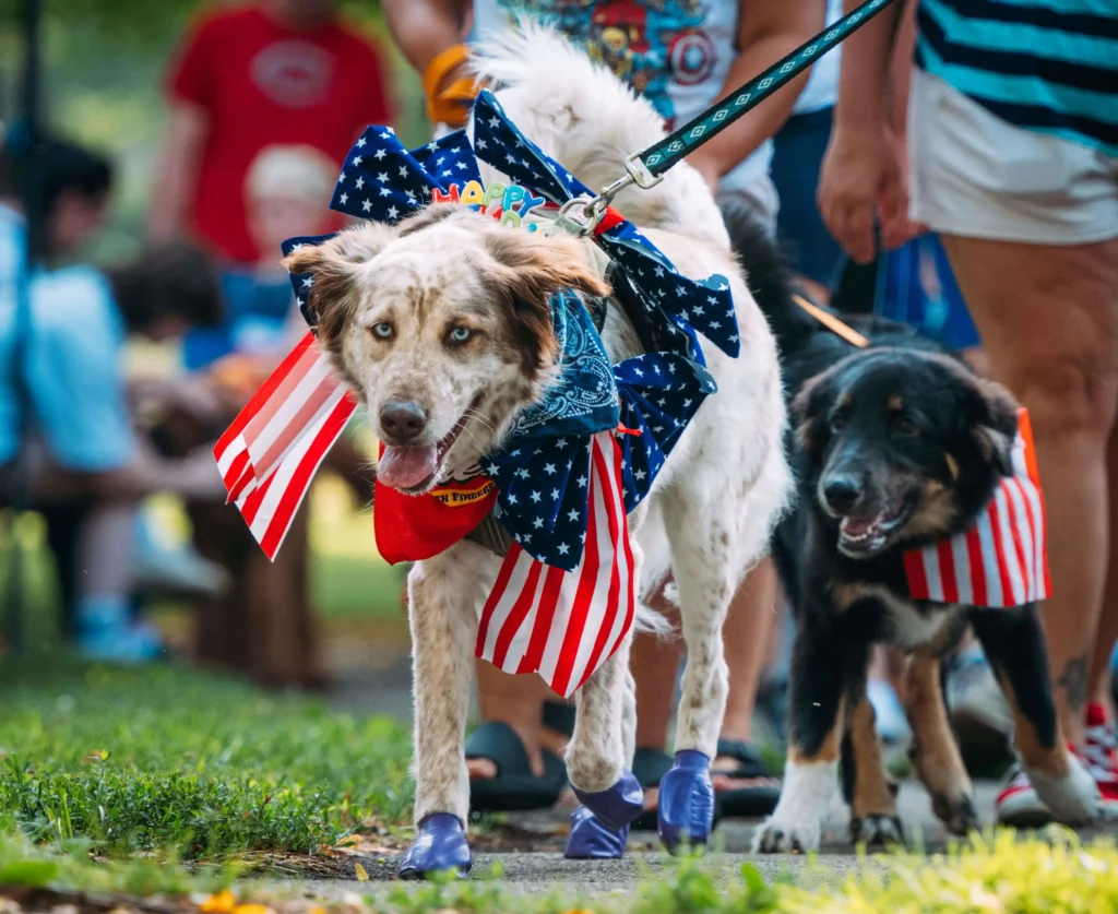 usa dog