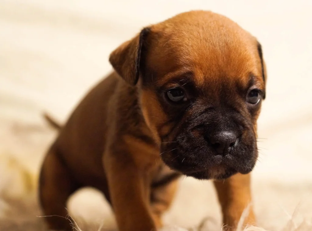 Adorable Male Puppy