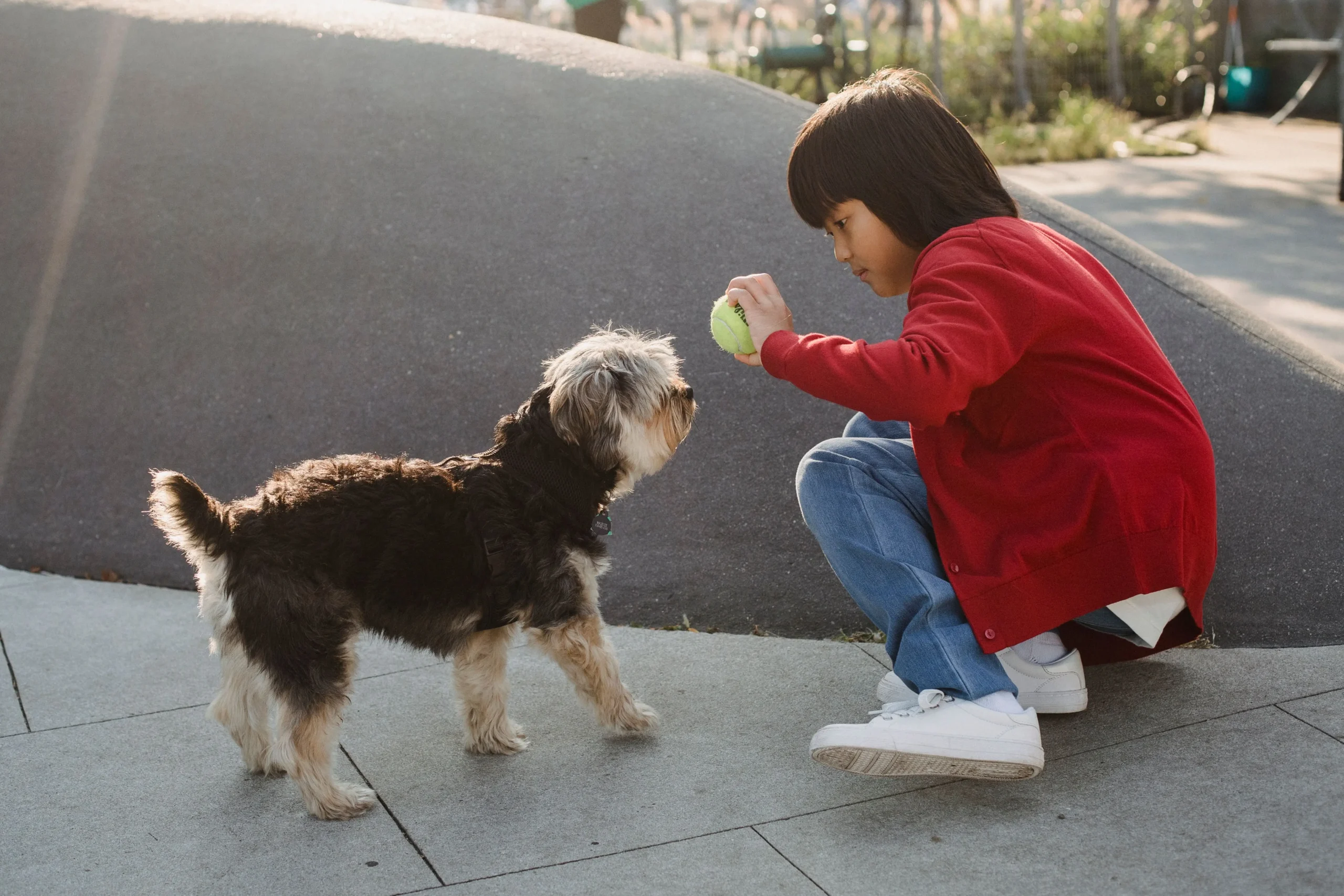 Cute and Adorable Boy Dog