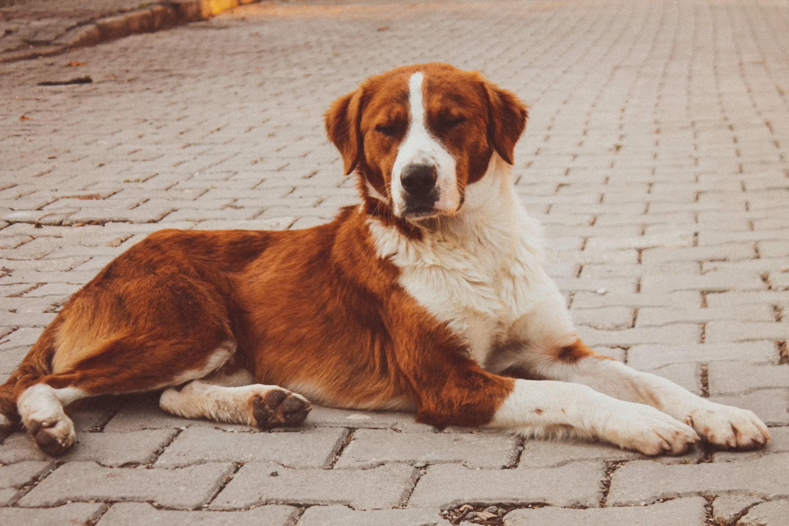 Adorable Boy Dog