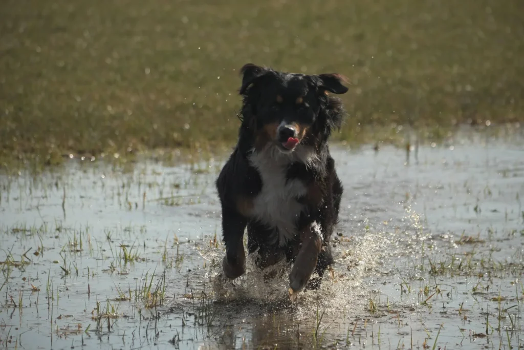 Mini Australian Shepherd Boy