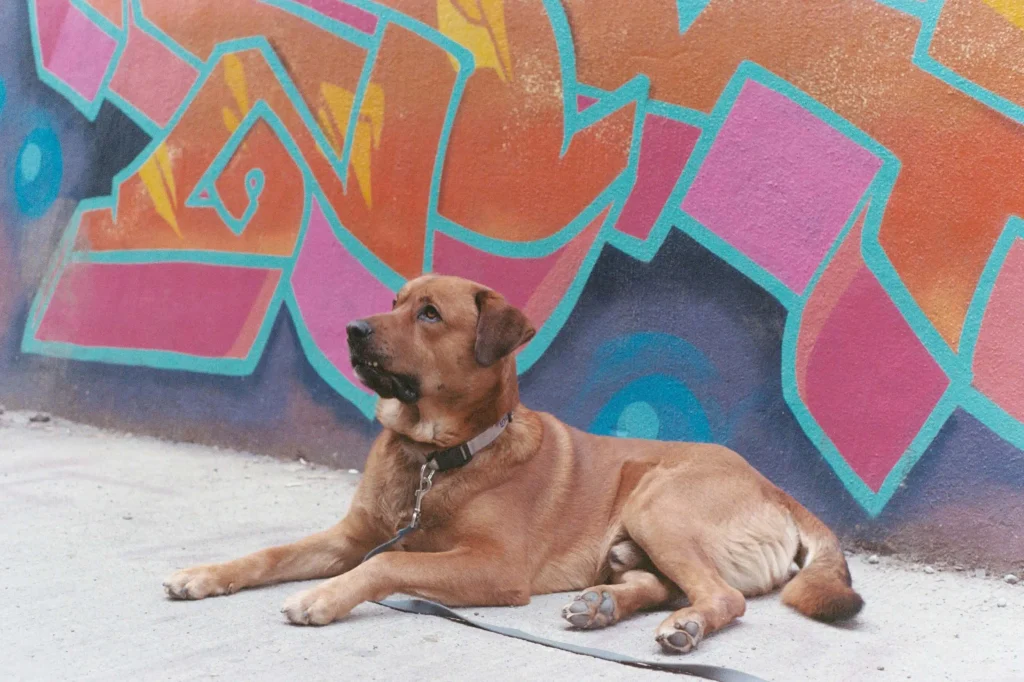 Badass Boy Dog Badass Boy Dog Names Inspired by Famous Athletes